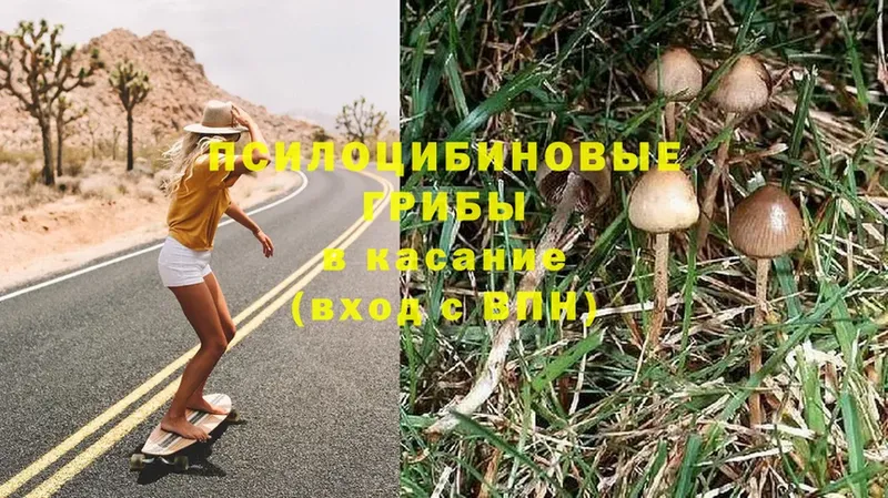 как найти закладки  Владимир  Псилоцибиновые грибы Magic Shrooms 